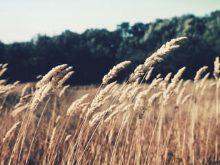 September Sun - Gardening in Autumn