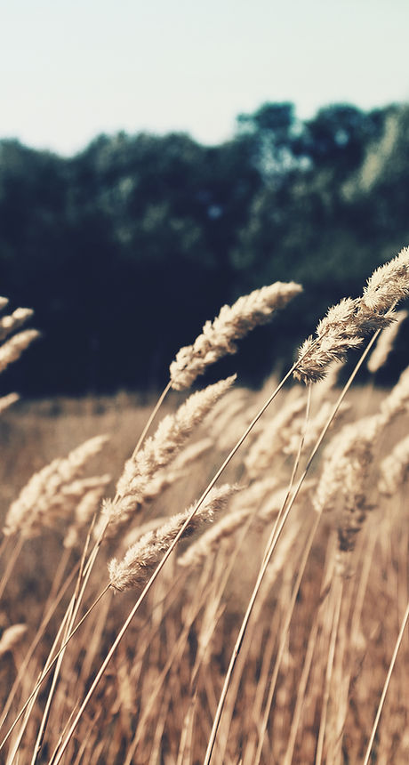 Wheat Field