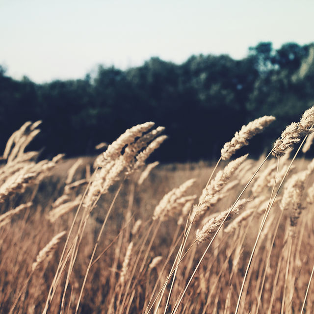 Harvest Reformed Church (RCUS) 2