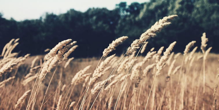 Wheat Field