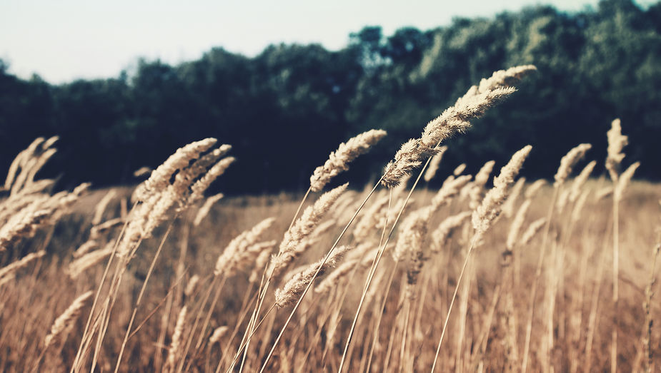 Campo di grano