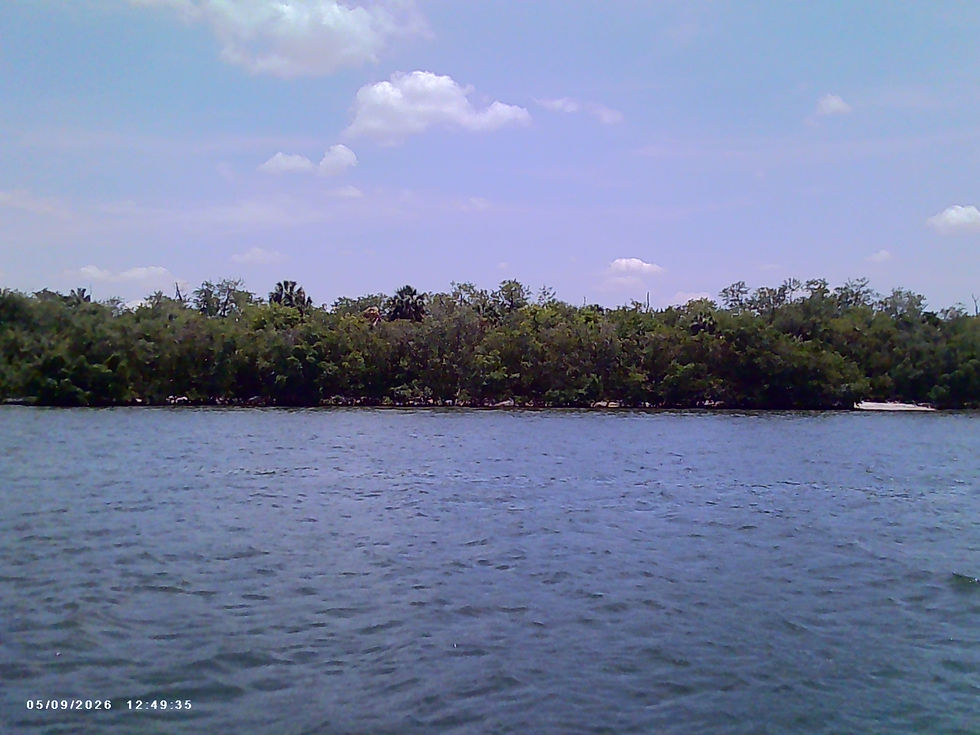 Eye-level view of a wooden dock leading to a tropical island with dense mangroves and trees