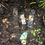 Thumbnail: Patch Strips Plasters x25 - Activated Charcoal