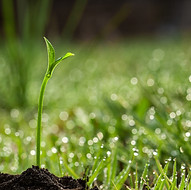 plant in dew.jpg