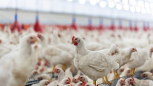 Achieving a 52% Rate Reduction and $300k Premium Savings through Comprehensive Property Program Restructuring