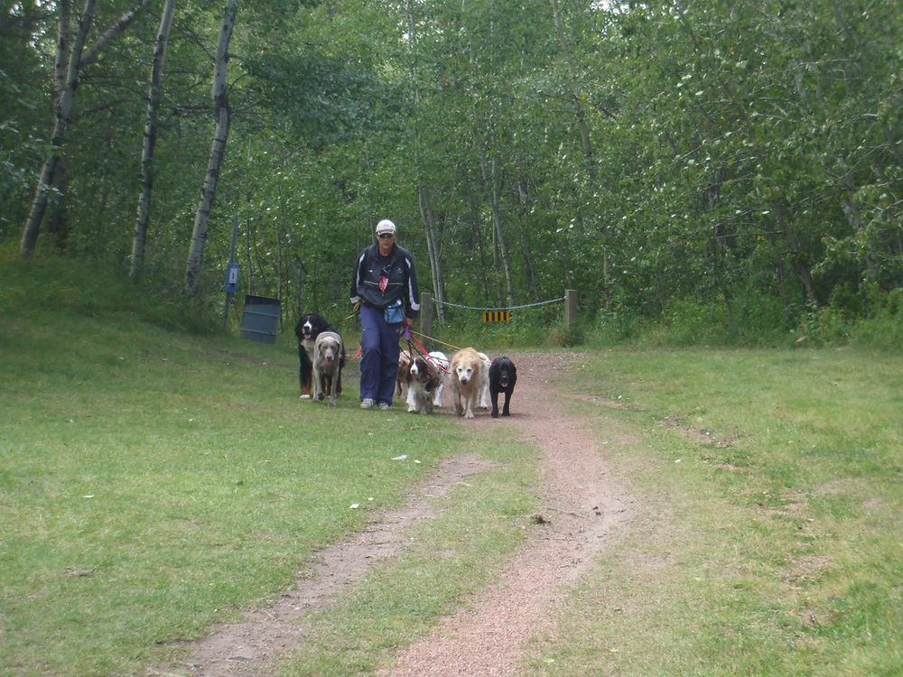Dog Walking The Edmonton Dog Walker Edmonton