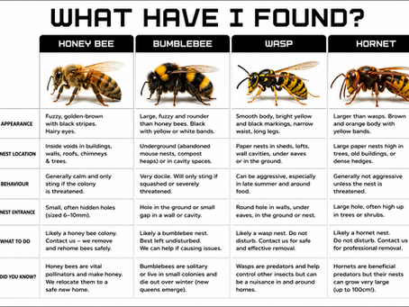 Bee, Wasp Compare Image