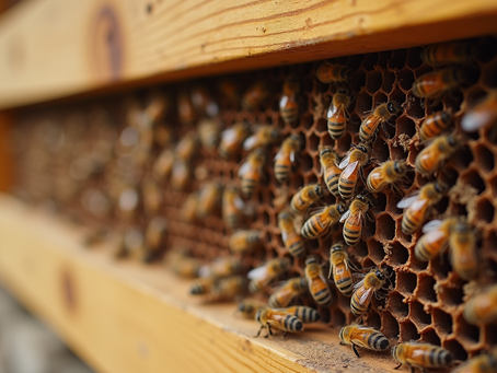 Safe Honey Bee Removal: How to Protect Your Property and the Bees