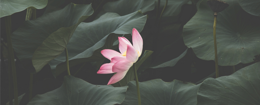 a pink flower is surrounded by green lea