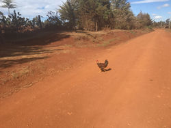 Volaille sur chemin