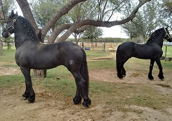 Palomino Ranch Frisians.jpg