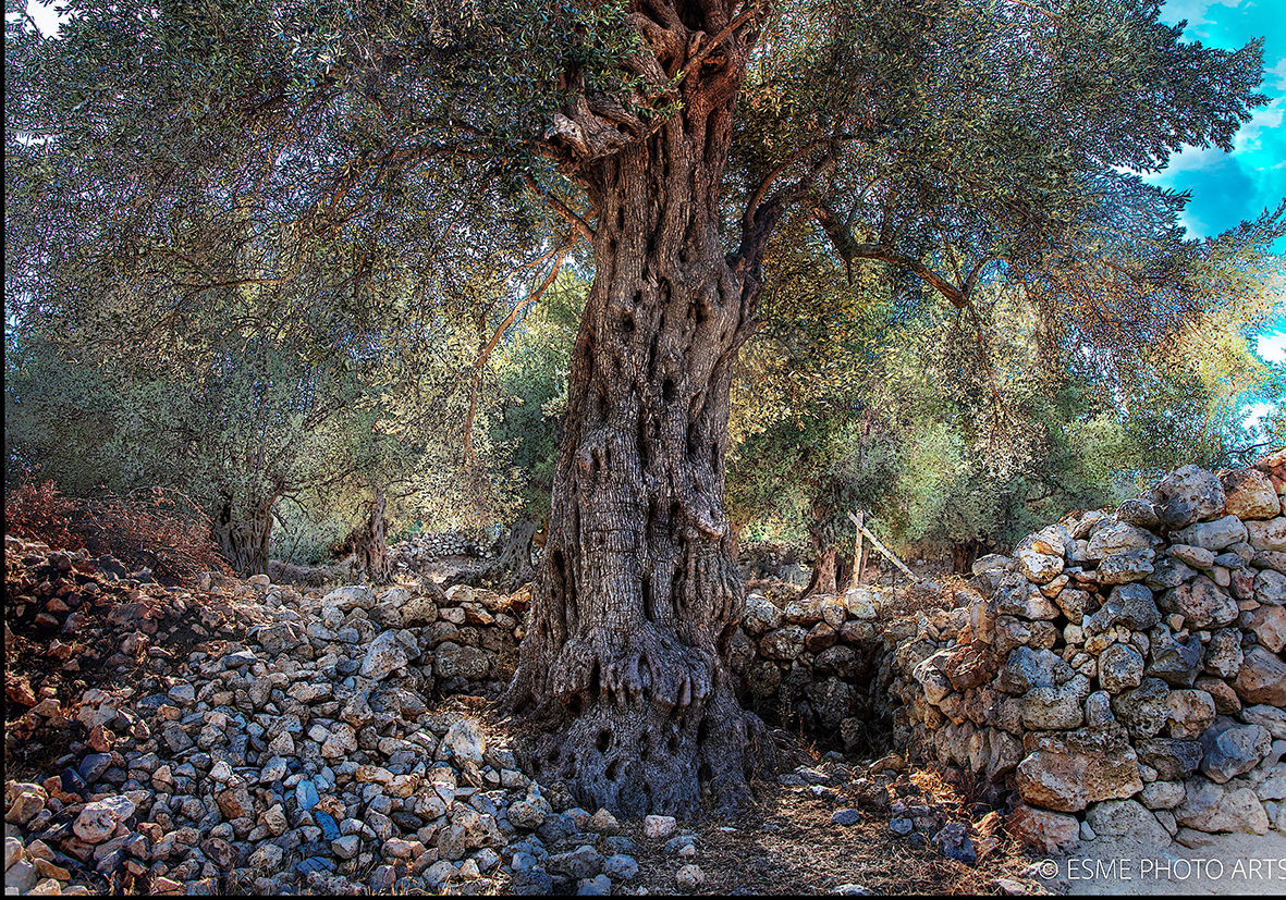 Photo Murals — Ancient Olive Grove: Beige