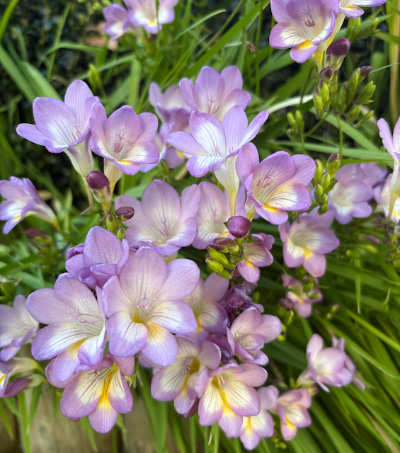 Mauve flowering Feesias