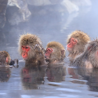 P05.Nagano_Jigokudani Monkey Park03.jpeg