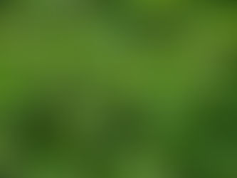 Nettle - Your Spring Herbal Companion