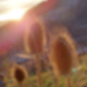 Karde im Sonnenuntergang.jpg