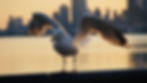 SEAGULL
