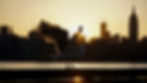 SUNSET SEAGULL