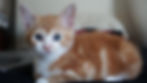 KITTY CAT