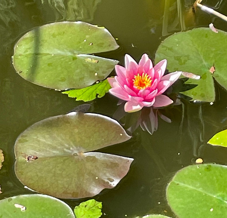 Mallun lumme kopi.jpeg