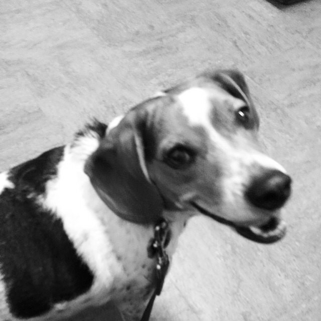 10922725_10152668380031930_6886358188430078575_n