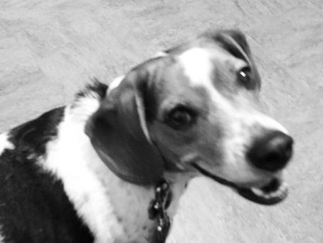 The Coffee-Drinking Dog, Bowzer