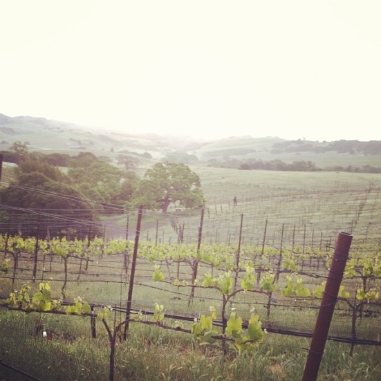 10153721_10151958392741930_943395640_n