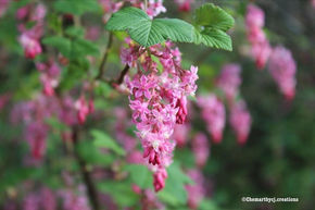 Pinks in summer