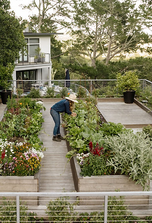 A top down view of a beautiful vegetable garden 