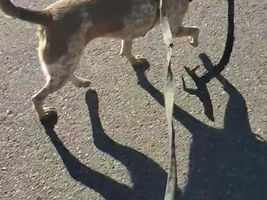 SUNDAY STORIES | "THAT'S A BIG STICK"