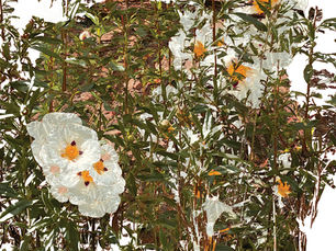 Silwoterapia, czyli terapia lasem