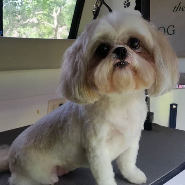 dog gone clean mobile pet grooming