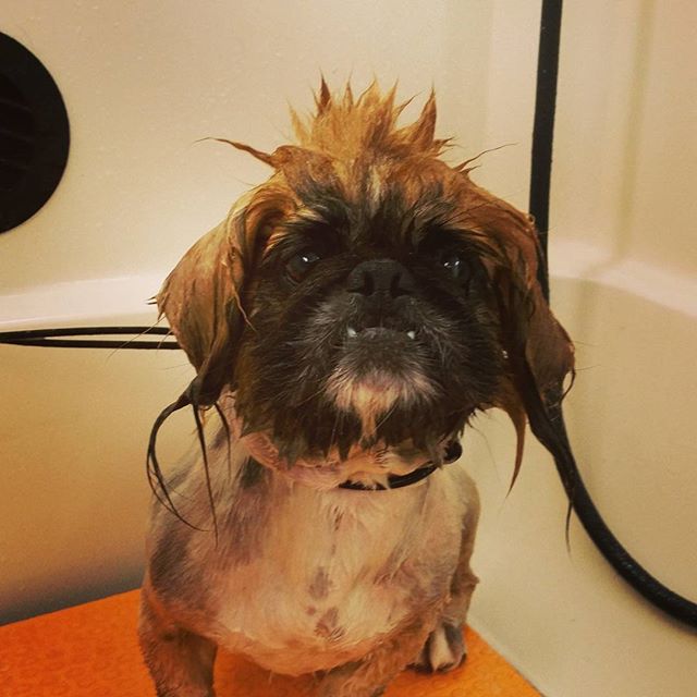 dog gone clean mobile pet grooming