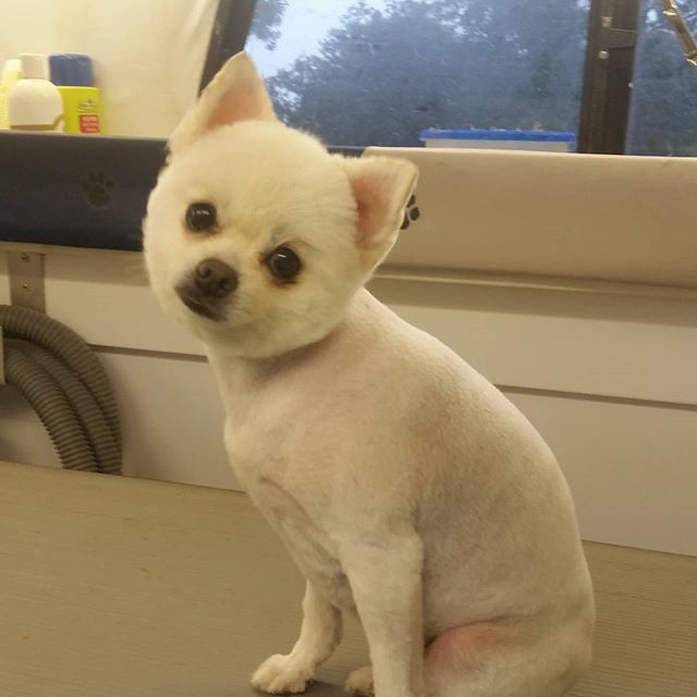 dog gone clean mobile pet grooming