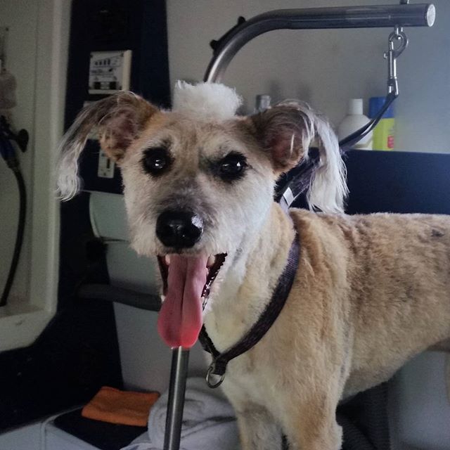 dog gone clean mobile pet grooming