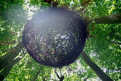 dazzle nest MFrench.jpeg