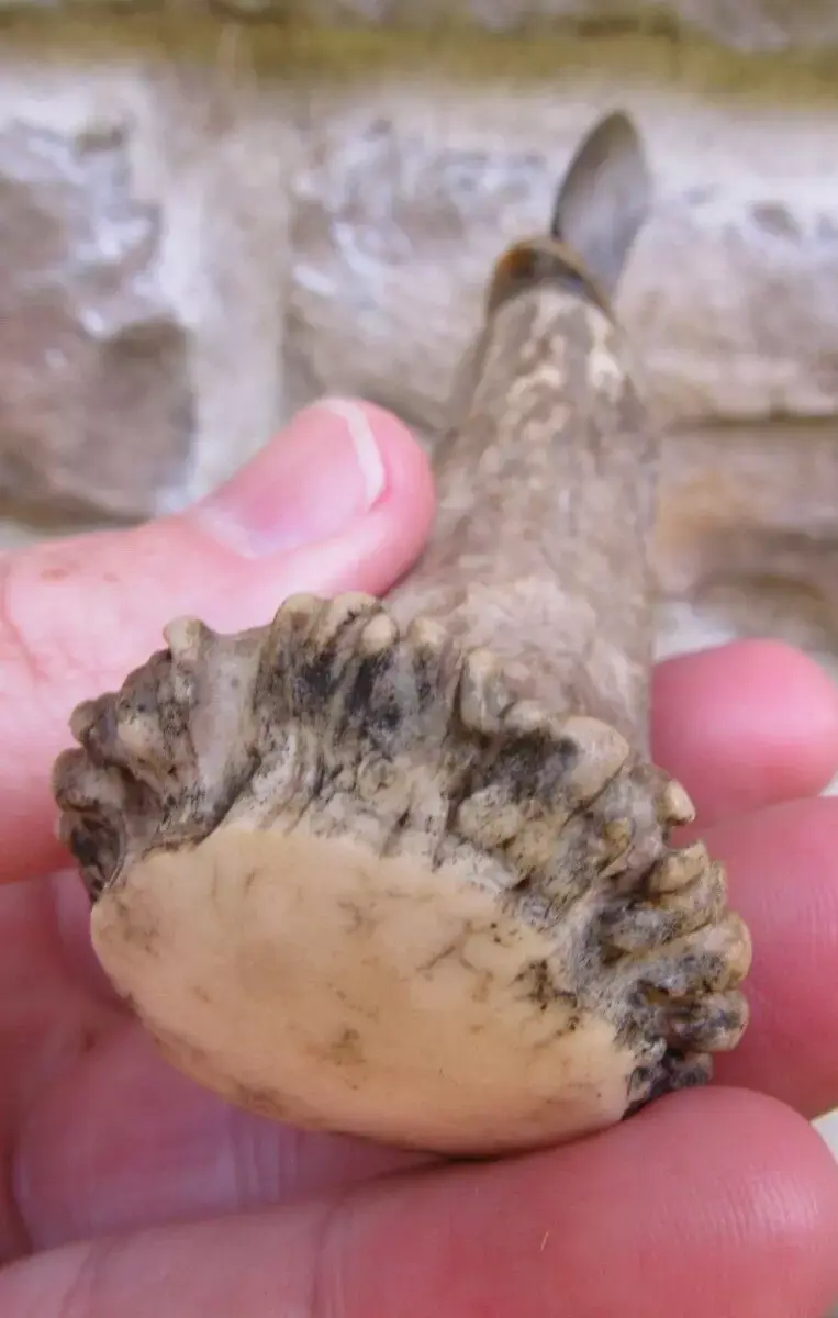 Thumbnail: Mystery fixed blade knife antique staghorn