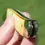 Thumbnail: Case XX BW10098 SS Collectors Club Life Member pocket knife combo 1994