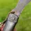 Thumbnail: Primitive cattle horn pruning pocket knife 1800's