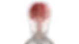 Head Neck Brain.png