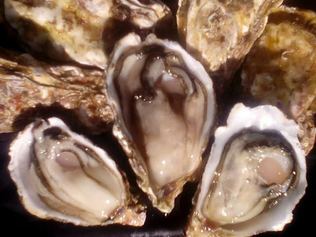 生食用牡蠣完成