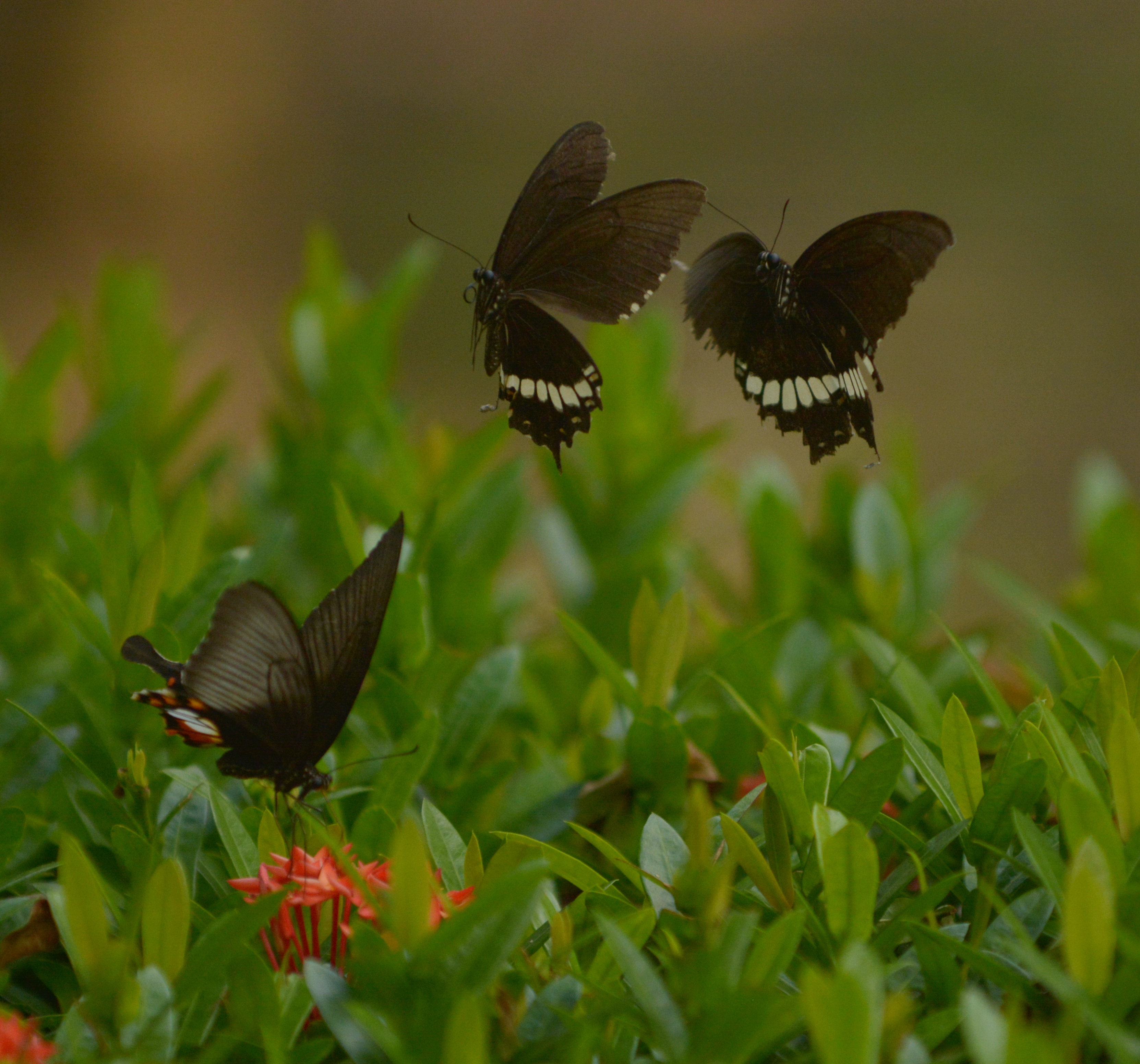 Butterflies