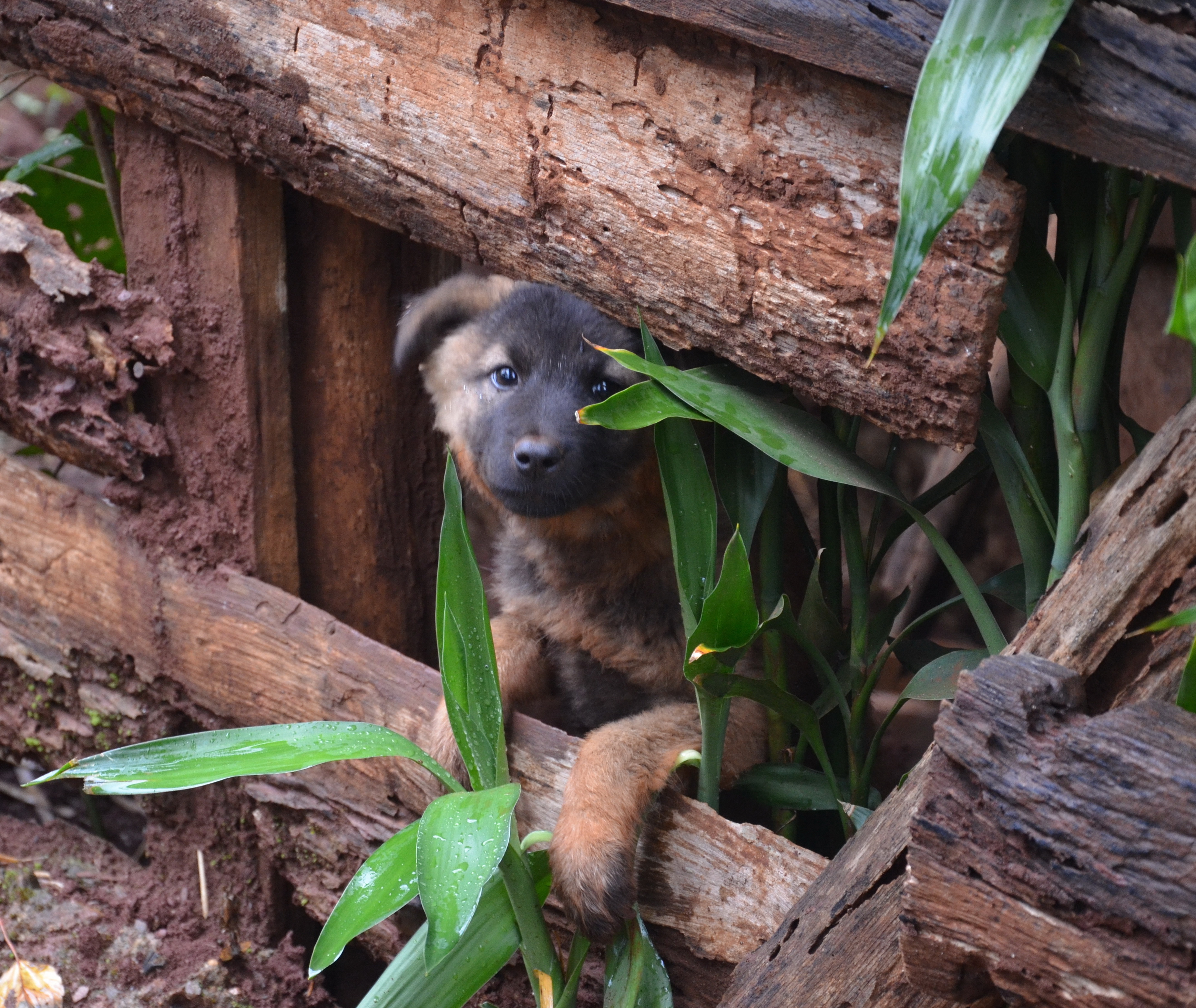 Hilltribe puppy