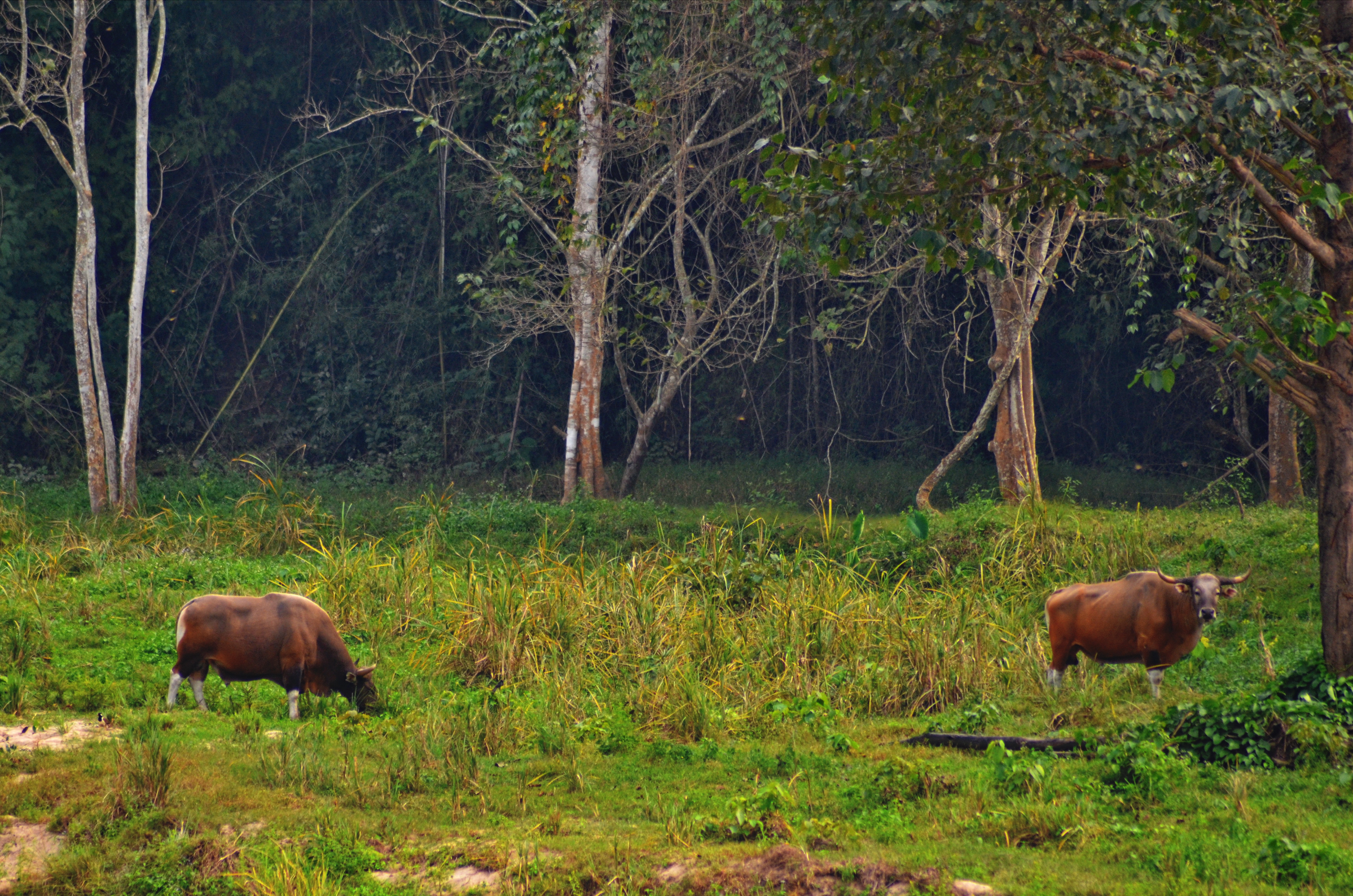 Banteng