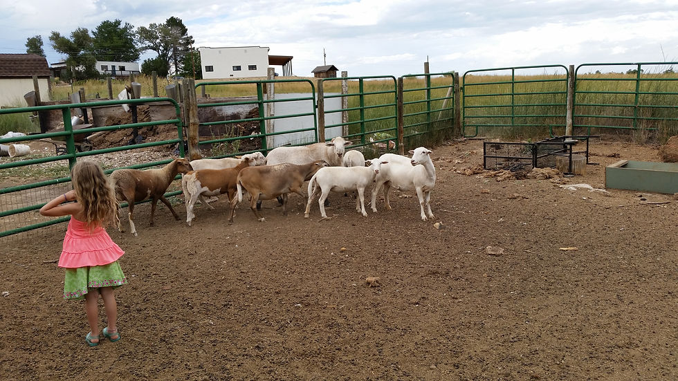 The day Meg and her friends came to the farm