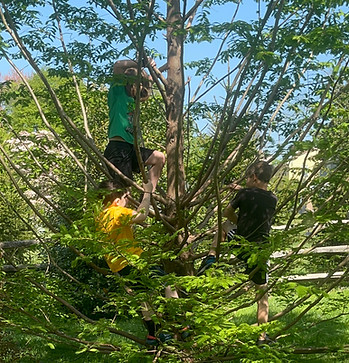 fálite waldorf students climbing a tree