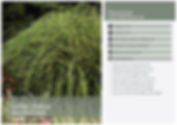 Little Zebra Grass, Miscanthus (ships to Michigan only)