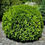 Thumbnail: Hetz Midget Arborvitae (ships to Michigan only)