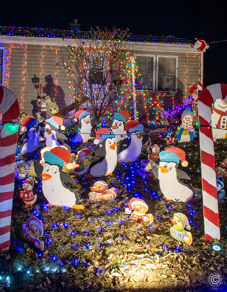 Penguins playing with the rubber duckies and dachshunds!
