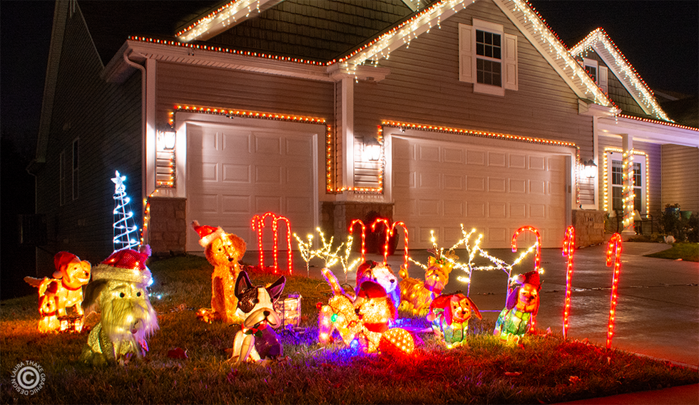 Christmas puppies and lights.